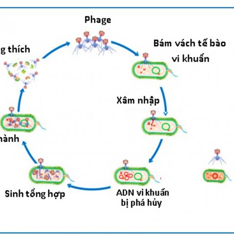 Thể thực khuẩn eXolution - CTCBIO - KOREA